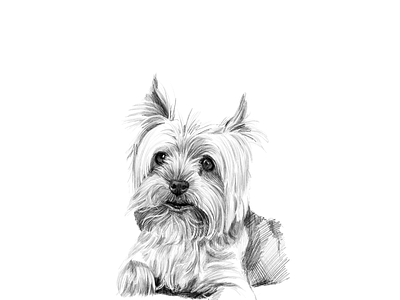 Yorkshire animal artistic black and white commissioned digital dog dog illustration drawing illustration art ipadpro pet portrait portrait painting realistic yorkshire