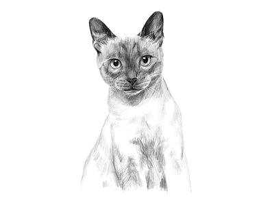 Siamese animal black and white cat commissioned digital illustration illustration art ipadpro pet portrait portrait painting realistic realistic drawing siamese