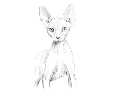 Sphynx animal artistic black and white cat commissioned digital digital painting drawing illustration illustration art ipadpro pet portrait portrait painting realistic realistic drawing sphynx