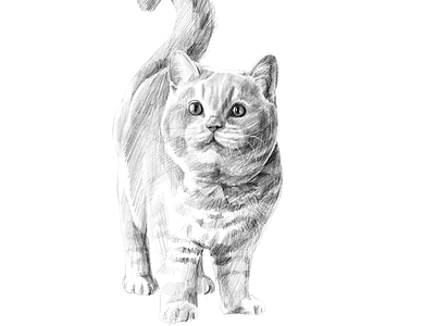 Orange Cat animal artistic black and white cat commissioned digital digital painting drawing illustration illustration art ipadpro orange cat pet portrait portrait painting realistic realistic drawing