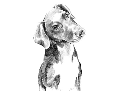 Hunting Dog animal artistic black and white commissioned digital digital painting dog dog illustration drawing illustration illustration art ipadpro pet portrait portrait painting realistic realistic drawing