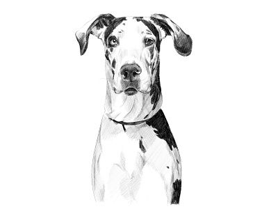 Great Dane animal artistic black and white commissioned digital digital painting dog dog illustration drawing great dane illustration illustration art ipadpro pet portrait portrait painting realistic realistic drawing