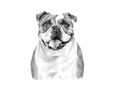 Bulldog animal artistic black and white bulldog commissioned digital digital painting dog dog illustration drawing illustration illustration art ipadpro pet portrait portrait painting realistic realistic drawing