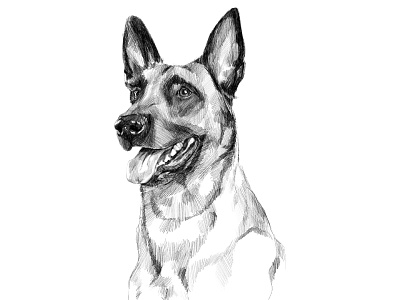 German Shepherd animal artistic black and white commissioned digital digital painting dog dog illustration drawing german shepherd illustration illustration art ipadpro pet portrait portrait painting realistic realistic drawing