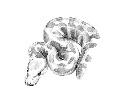 Snake animal artistic black and white commissioned digital illustration illustration art ipadpro pet portrait portrait painting realistic sketch snake