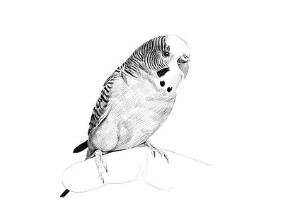 Parakeet animal artistic bird black and white commissioned digital illustration illustration art ipadpro pet portrait portrait painting realistic realistic drawing sketch