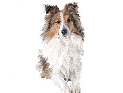 Collie animal collie color commissioned digital illustration illustration art ipadpro pet portrait portrait painting realistic