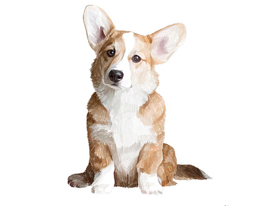 Corgi