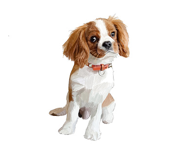 Cavalier King Charles Spaniel animal artist commissioned digital dog drawing illustration illustration art ipadpro painting pet portrait portrait painting realistic spaniel