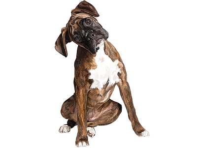 Boxer animal art artistic boxer color commissioned digital dog drawing illustration painting pet portrait realistic