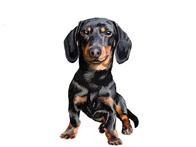 Dachshund animal color commissioned dachshund digital dog drawing drawingart illustration illustration art ipadpro painting pet portrait realistic