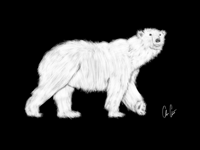 Polar Bear bear black and white fun fur ice illustration polar bear procreate quick design sketch