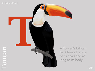 The Tremendous Toucan! animal art bird bird illustration birds design digital illustration digital painting digitalart graphic graphic design illustration