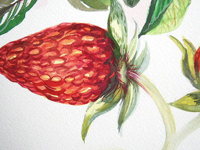 Closeup of Strawberry. Botanical Illustration. botanical art botanical illustration nature illustration red strawberries watercolor art watercolor illustration