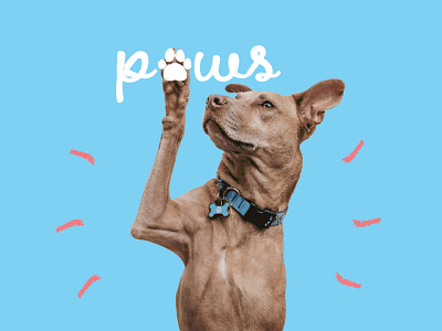 Paws Petsitting - Brand identity brand identity logo website design