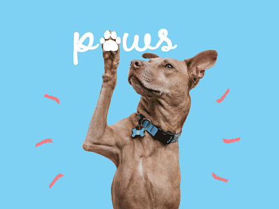 Paws Petsitting - Brand identity