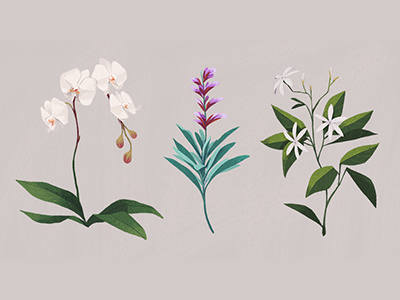 Plant Studies digital art digital painting flowers illustration jasmine orchid plants sage