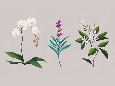 Plant Studies