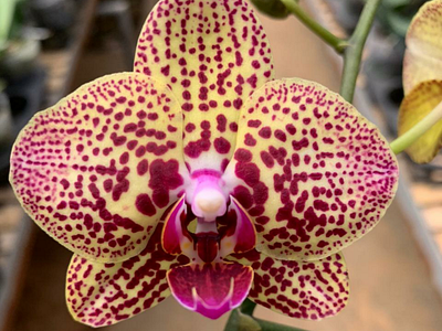Orchid yellow strip purple