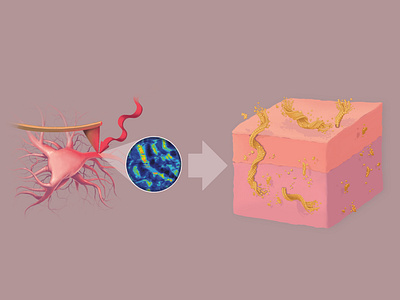 Scientific illustration of proteins affinitydesigner beta sheet digital painting illustration medical illustration neurons pixelart proteins science illustration scientific scientific illustration