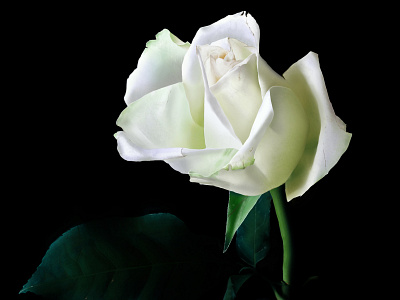 White Rose digital painting flower illustration painting photorealistic photoshop rose white