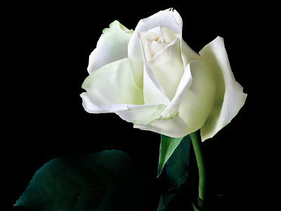 White Rose