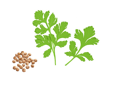 Coriander Illustration