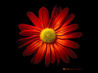 Red Chrysantheme bloom blossom chrysantheme flower nature photodesign photography red remter retouch still life