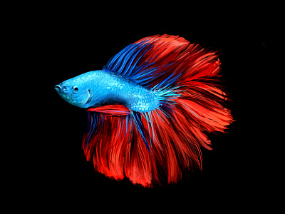 Fighter fish illustration