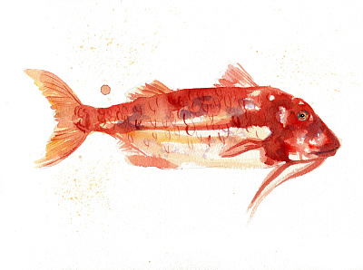 red mullet animal fish fishing illustration seafood watercolour