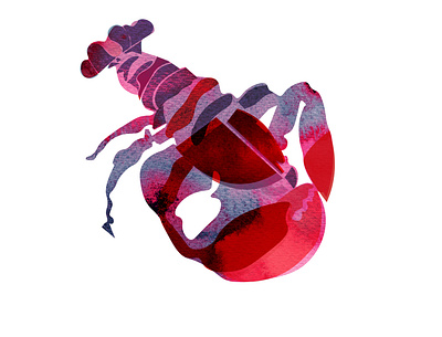 lobster animal illustration vector illustration