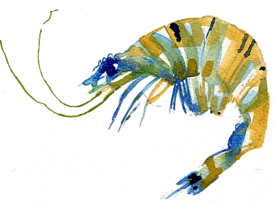 Prawn illustration animal fish illustration prawn shellfish watercolour