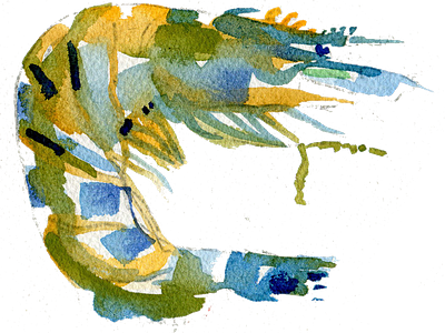 Watercolor prawn illustration