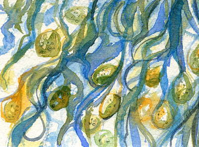 Blue seaweed painting illustration painting seaweed watercolour