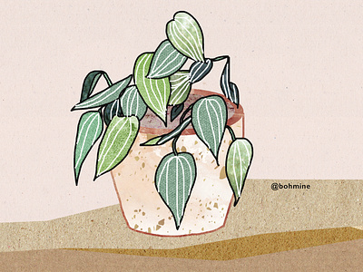 Peperomia Illustration