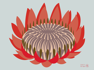 Mystic Garden Floral - Protea creative design floral flower garden illustration illustration art illustrator protea vector vector illustration vectorart