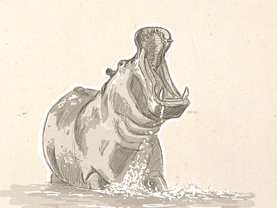 Hippo drawing hippo illustration sketch