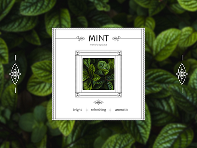 Mint Card card design mint plant vector web