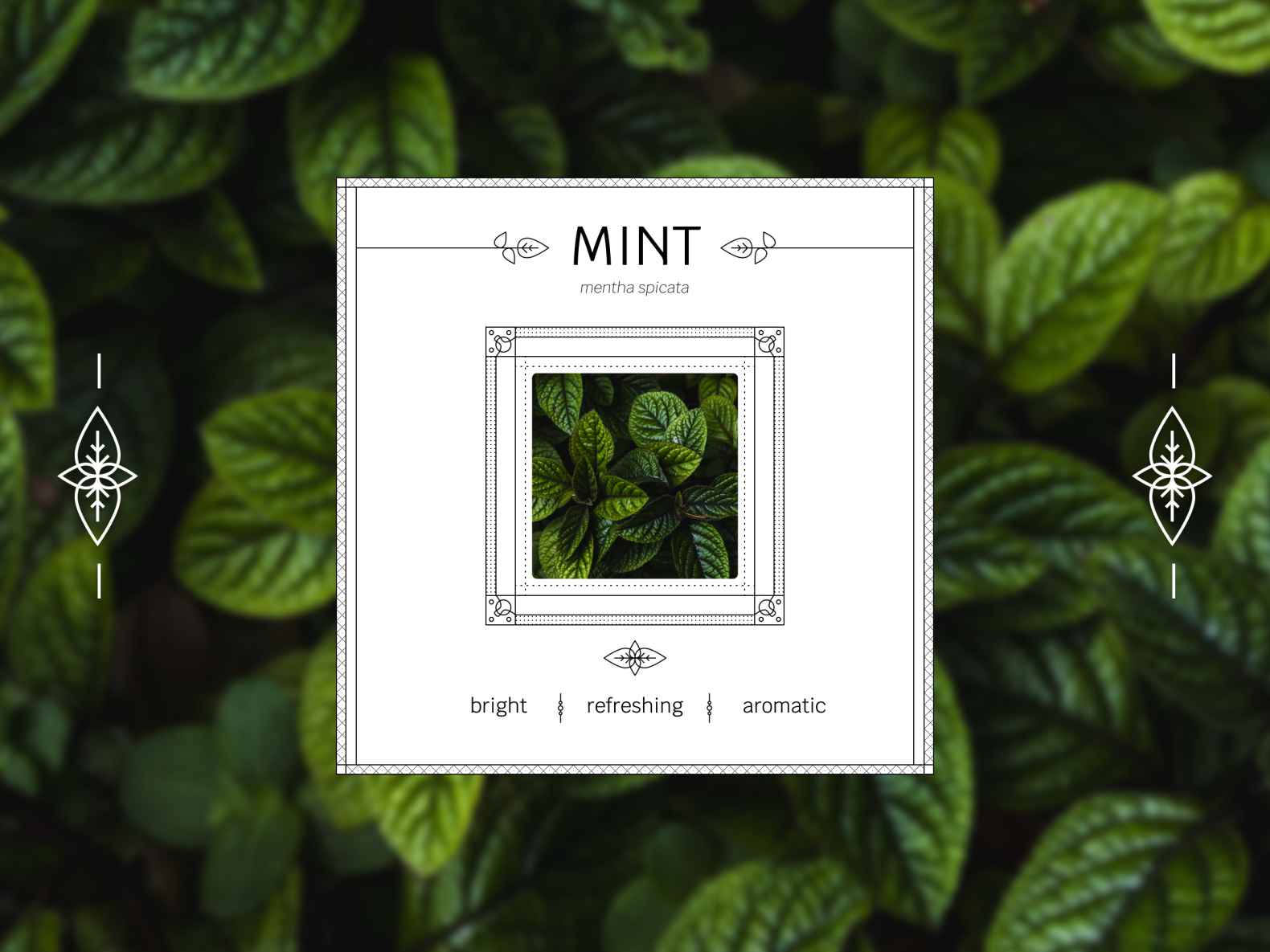 Минт дизайн. Mint надпись. Mint Store карта. Design Mint скидки.