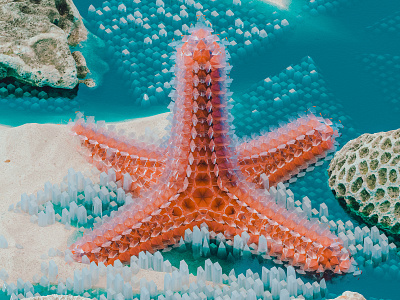 Starfish 3d abstract blue cinema 4d colourful coral marine ocean render sea starfish summer tfmstyle weird wildlife