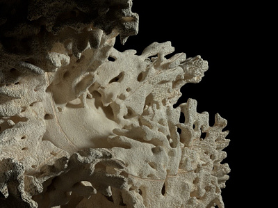 Coral .sketch animation cgi cinema4d design houdini procedural ui