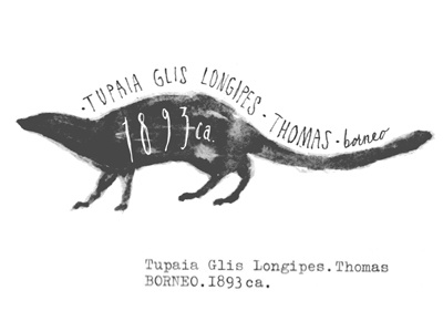 Tupaia glis