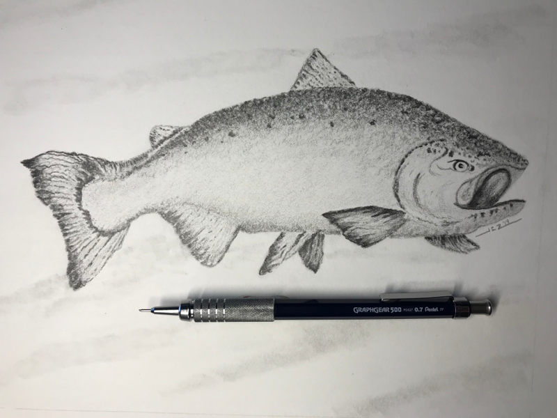Salmon (2019) sketch graphite pencil pacific northwest wildlife fish salmon