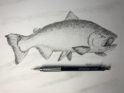 Salmon (2019) fish graphite pencil pacific northwest salmon sketch wildlife