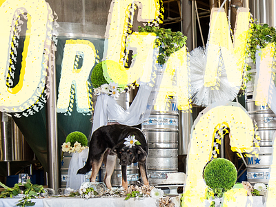 Organized Chaos: Cover Design - First Draft brand collage dog overlay photography typography wedding