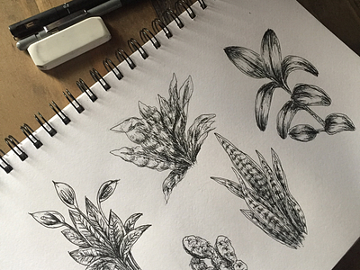 Indoor plant sketches concepts draw drawings exploration illustration realism sketching