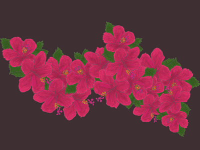 Pink Hibiscus colors flowers illustration photoshop sketch