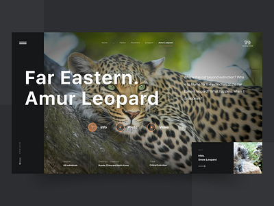 Animal Encyclopedia Design Concept animals design ui ux web webdesign website