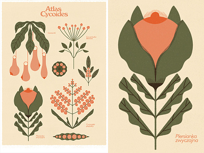 Atlas Cycoides botanical botanical art branding design gigposter graphics illustration lettering outdoor print retro typography vintage