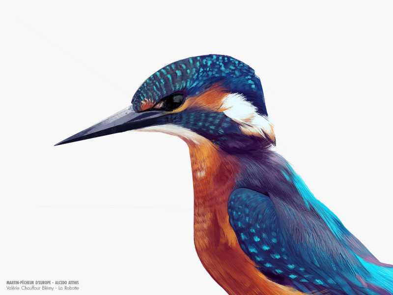 Naturalist drawing digital art birddrawing bird